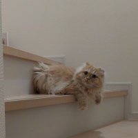 Runa♡ (@runa03231010) 's Twitter Profile