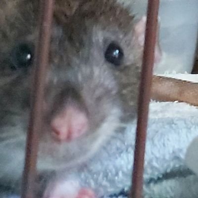 rat_tamanaa's profile picture. 타마나or니누파 동물계/말썽쟁이 쥑쥑이들 이야기(래트)
마추(23.02.25~)
오찌(05.27.~)
백추/연추(24.06.09.~)
감지/덕지(25.01.03~)
대추/꼭지/픽추/깜지(🌈🌵)
계정주🏳️‍⚧️ maasaru_tamanaa or houseki_saniwa