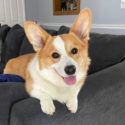 Just an incredibly adorable (or so I'm told) corgi living his best life in Connecticut. He/Him/Furs. #CorgiCrew