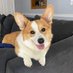 Isadore the Corgi (@IsadoreTheCorgi) Twitter profile photo