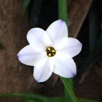 呑気 (@ourdiamondsvt) 's Twitter Profile Photo