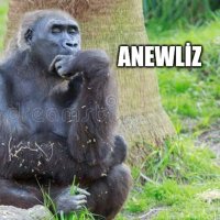 Troll Borsa (@problemmaaa) Twitter profile photo