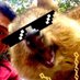 quokka 🧪🐿 (@crypto_quokka) Twitter profile photo quokka 🧪🐿 (@crypto_quokka) Twitter profile photo