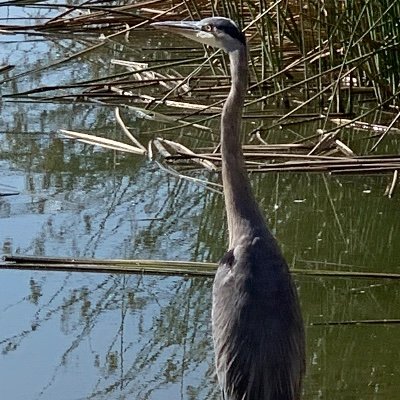 life is a black swan event- all lifeforms should DM