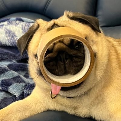 popo_pug Profile Picture