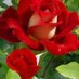 ورده 🌹 (@wrdh_5947) Twitter profile photo ورده 🌹 (@wrdh_5947) Twitter profile photo
