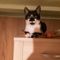Mimi-the nearly blind Adventure cat (@mimimaus20422) 's Twitter Profile