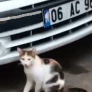 AshleeArslan's profile picture. .