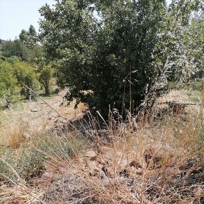 TorunuuOsmanl's profile picture. 