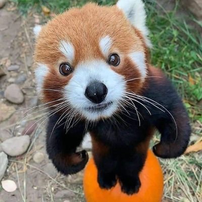LubosMagat's profile picture. 🌐 Internet Entrepreneur & Technologist | Founder 🚀 | Passionate about #InfoSec, #OpenSource & #Bitcoin | Code is Law ⚖️ | Let's connect & learn together !