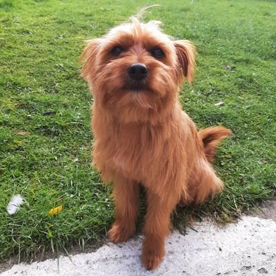 pineafmac's profile picture. 