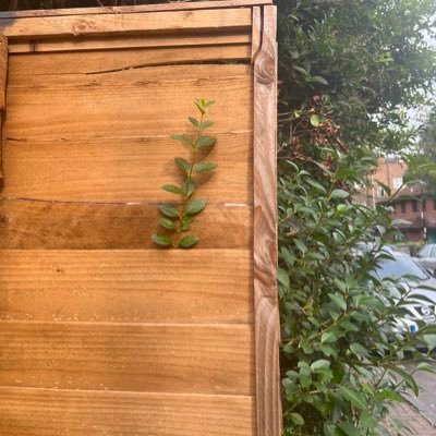 sabahsiddiqiIS's profile picture. //