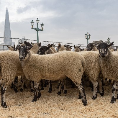 The City of London's annual Sheep Drive & Livery Fair, hosted by @TheWoolmen. Sunday 24th Sept 2023.
Insta:@SheepDriveLondon #LondonSheepDrive