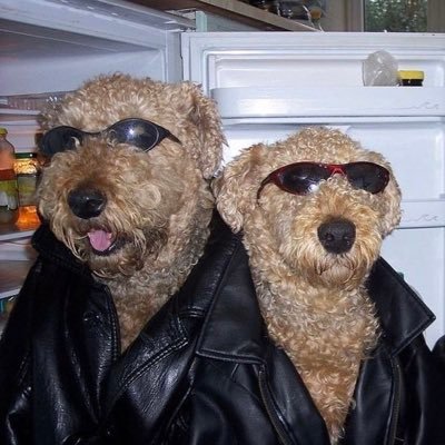 megadongpeen's profile picture. idk 🤷‍♂️