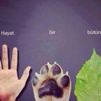 Yaşam Hakkı Savunucusu(@alwaysanimals3) 's Twitter Profile Photo