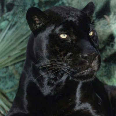 thedavehamelin's profile picture. RECORD PRODUCER