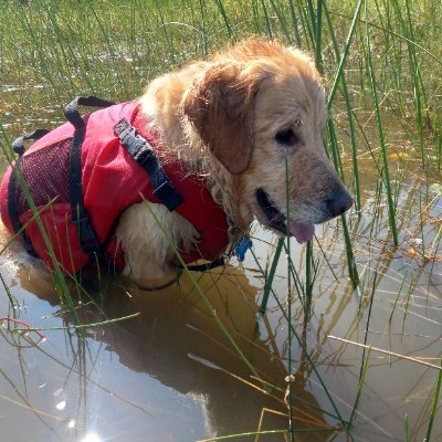 Animal lover, mother of Goldens Alfie, Gracie & Remy (tripawd) and Pee Wee the cat