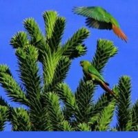Perico los Palotes. Soy del 22%, 44% y 62% ππ¨π± (@_pericopalotes) 's Twitter Profile