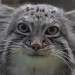 Squeesher's profile picture. 🇨🇦He/Him, 35, straight 🏳️‍🌈🏳️‍⚧️ ally, AuDHD 🧠, farm-raised, forced minimalist (aka poor), aspiring drummer (and I can sing too 💪😎👍)