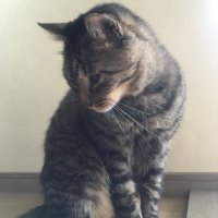 えんてぃ (@gvpcvu4ckdtsbl0) 's Twitter Profile