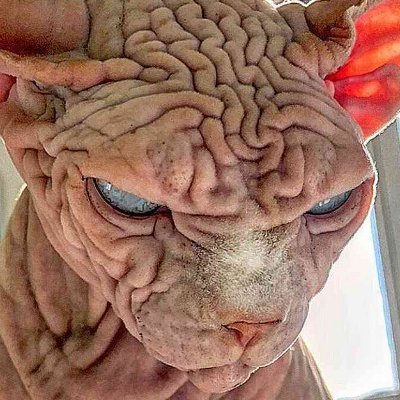 ShouldIPetIt's profile picture. Just fun photos of animals that you may or may not want to pet 😁