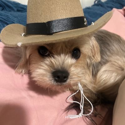 JangoStClairxxx's profile picture. Just a pup leading a life of luxury travel and spoiling Baby to @SaraStClairxxx