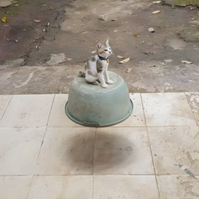 dachi144's profile picture. -generative art-