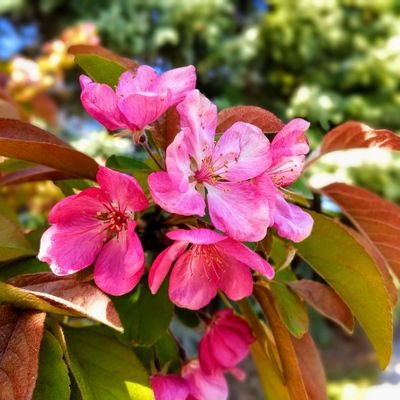 sijan012's profile picture. 