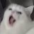 Magiccat 🟦's avatar