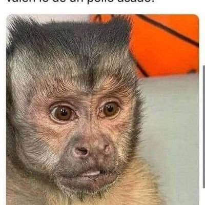 onealmarrugo's profile picture. Universidad de Cartagena
Movida CTG #AntiuribistaSigueAntiuribista
#UribeParacoHpta