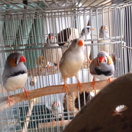 錦華鳥の春夏秋冬をブログやYouTubeの動画投稿で日々の出来事を配信しています。
他にも株投資や家庭菜園もやっています。
我が家のキンカチョウの出来事や、株投資の事、また気になる世の中の出来事などにつぶやいていきたいと思います。
ぜひフォローお願いします。