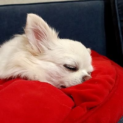 そこの変にいる普通の人です
フォローしてくれたひとは返します！
犬の動画をメインで投稿しますー！
よろしくー！
フォロー500人目指してます！