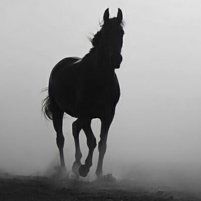 halicarnases's profile picture. 