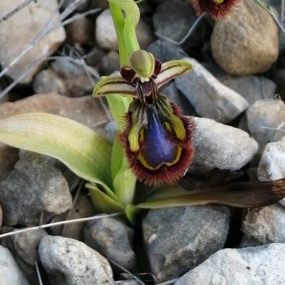 CroceFabio2153's profile picture. Étudiant en master #CSTgre à Grenoble. Passionné de sciences, de l’astrophysique ☄️ aux sciences sociales 👫 en passant (surtout !) par la biologie végétale🌱🌳