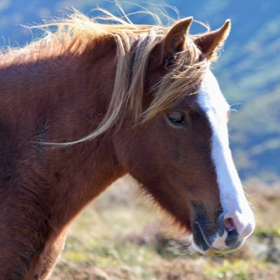 Children's author & conservationist. Founder of @Authors4Oceans & prou @BornFreeFDN & @manechance patron. FINDING WONDER out 7 September