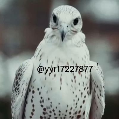 yyr17227877's profile picture. امشي بثقه واعلم ان خلفي الف كلب يتكلم ولاكن سنعيش صقوراً طائرين وسنموت اسوداً شامخين