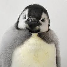 クラメン募集は随時行っています。DMください。