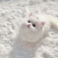 𝑅.取引 (@r_k162) 's Twitter Profile