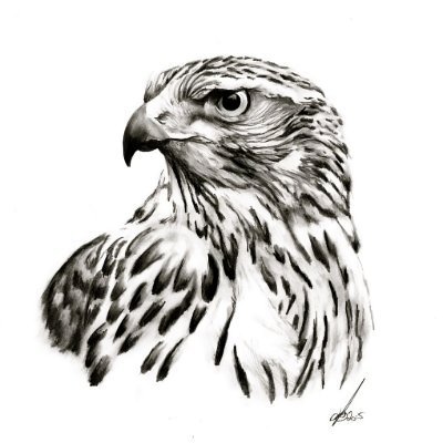 GoshawkTrades Profile Picture