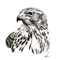 Goshawk Trades(@GoshawkTrades) 's Twitter Profile Photo