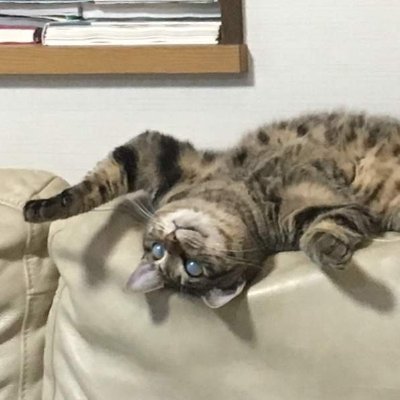 猫の下僕。一応社会人！
ノベプラさんでこんなの書いております。

＜お電話ありがとうございます。魔王城コールセンターです。＞
 https://t.co/Dpwjr4Lb2g