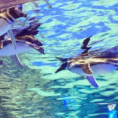 一畳さんのプロフィール画像