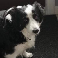 Alma McNiven (@almamcniven) 's Twitter Profile