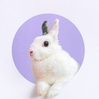 🍓🐰𝓡 𝔂 𝓸 𝓴 𝓸🦋🌼(@chuchuber) 's Twitter Profile Photo