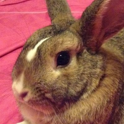 TAROPeterRabbit Profile Picture