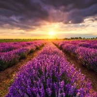 Albandari (@albandary_a) 's Twitter Profile