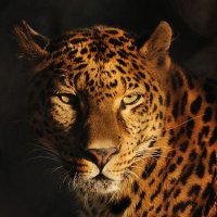 Indian Leopard (@abhijee75655655) 's Twitter Profile