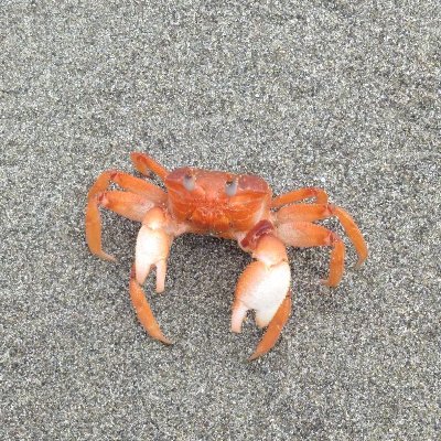 waldejuarez's profile picture. 