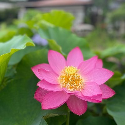 空気読めるねこと空気読めないねこ2匹と暮らしてます。動物と植物は大好き、基本人間嫌い。
髭団の一員。そして浅田真央さんを菩薩と崇めています。
フィギュアスケートきっかけで今日本の抱える問題に気付きました。
日本が好き。この先も永遠にこの国が続きますように。
機能不全家庭からの虐待サバイバー。
無言フォロー失礼します