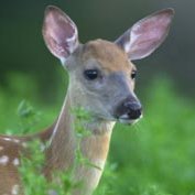 Mission:
Our mission is to promote wildlife conservation and education in Pennsylvania.
The Foundation is committed to maintaining habitat for the 480 species.